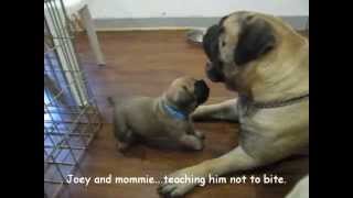 Bullmastiff puppies 5 weeks old [upl. by Ssilem]