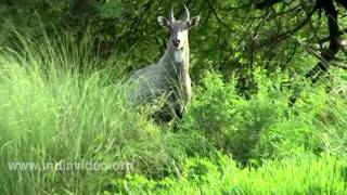 Nilgai Antelope Rajasthan [upl. by Bjork]