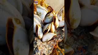 Pearl Farming How does oysters make pearls Extracting of Pearls Shorts Skyweb Video Gallery [upl. by Lein619]