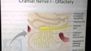 Cranial Nerves 1 of 12 Olfactory Nerve  Head and Neck Anatomy 101 [upl. by Adnamor]