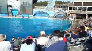 Shamu and friends eat pelican during quotBelievequot show at SeaWorld San Diego CA Feb2010 [upl. by Idnic540]