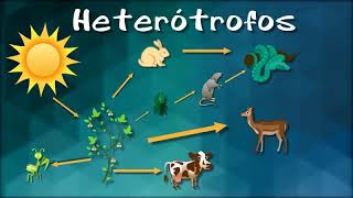 ORGANISMOS AUTOTROFOS Y HETEROTROFOS [upl. by Ransome]