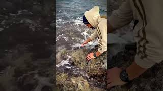 Barracuda release pt 3 catchandrelease barracuda spinningfishing fishing sicilia pescaria [upl. by Thetes]