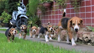 Beagle Puppies Morning Playtime [upl. by Anilatsyrc394]