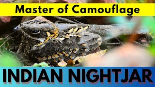 Indian nightjar  Caprimulgus asiaticus  छपका  भारतीय रातवा  nightjar bird [upl. by Ahselyt]