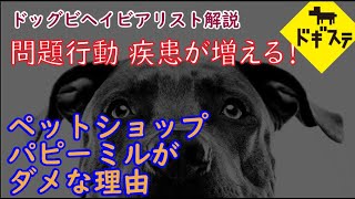 ペットショップ・パピーミルがダメな理由 ：DOGGY STATION Vol＊＊＊犬のしつけ・問題行動・犬の心理学・犬の行動学・ドッグビヘイビアリスト [upl. by Anorahs]