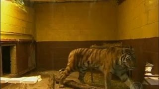 Tigre ataca e mata funcionária de zoológico na Inglaterra [upl. by Audry]