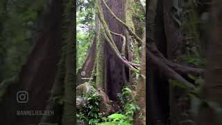 Cuyabeno narrated by Tolkien quotes ecuador amazonrainforest travel nature amazonrainforest [upl. by Rednas]