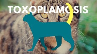 Toxoplasma gondii ❤ [upl. by Sybil]