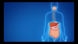 O intestino e o Lactobacillus casei Shirota [upl. by Orimlede]