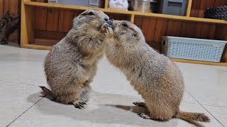 Prairie dogs are adorable and funny [upl. by Aicilla]