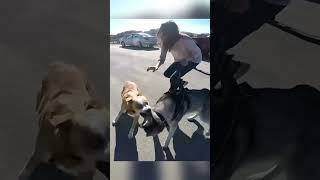 Loose Dog Aggressively Lunges at Husky [upl. by Cedell805]