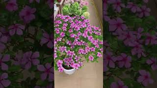 Flowering makes you feel refreshed 1Flowers shortsfeed shortsvideo shorts videos davi molly [upl. by Bondon]