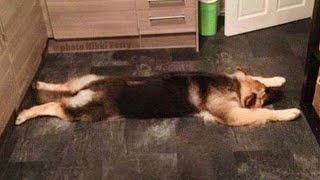 Funniest German Shepherd Videos Are Sure To Brighten Your Mood [upl. by Koziara]