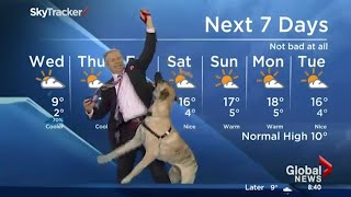 Ripple the dog doesnt care about the weather forecast [upl. by Stickney]