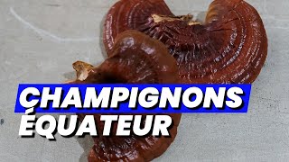 ÉQUATEUR  Les champignons de César pour remplacer le polystyrène à Guayaquil [upl. by Mittel919]