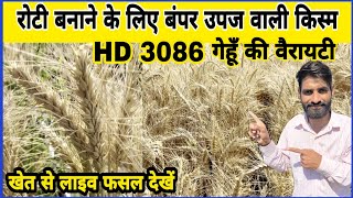 रोटी बनाने हेतु बंपर उपज वाली HD 3086 गेहूं किस्म की जानकारी  HD 3086 Wheat Variety  Gehu ki kheti [upl. by Nottus295]