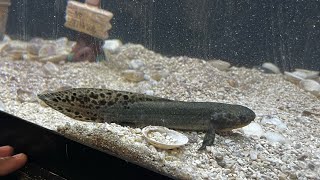 Australian Lungfish Eating Louisiana USA June 2023 [upl. by Arnaud707]