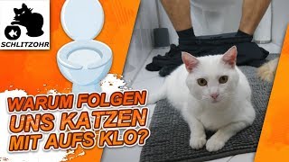 🔥Warum folgen uns Katzen aufs Klo  Lustiges Katzenverhalten [upl. by Dulcia]