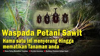 Cara Mengatasi Hama Kumbang Tanduk Oryctes pada Tanaman Kelapa Sawit [upl. by Glenn]