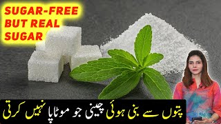 Stevia For Weight Loss  Benefits of Stevia  Sugar Se Najat [upl. by Fiden]