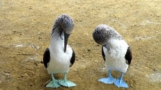 世界一周：青足カツオドリの求愛ダンスとかプラタ島、エクアドル／Bluefooted Booby at Isla de la PlataEcador [upl. by Nodnart]