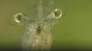 See Whats Inside A Ghost Shrimp  Glass Shrimp [upl. by Shaper668]