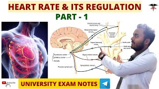 Heart Rate and Its Regulation Part1  CVS Physiology [upl. by Pieter]