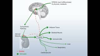 Neuroendocrine Hormones and Functions Part 2 [upl. by Lah]