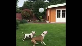 Funny Dog Videos  Two Pitbulls Playing with Balloon [upl. by Kappenne]