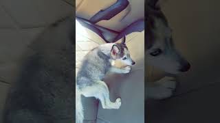 New husky puppy youtubeshorts subcribe [upl. by Attem558]