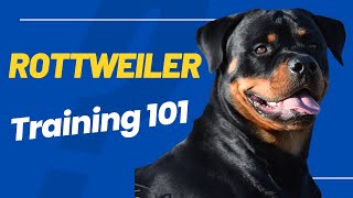 Rottweiler Training 101 Tips for Beginners [upl. by Balough]