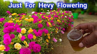 Add it in Portulaca Plant To Get Lots of Flowers  Portulaca Plant Grow and Care Tips Fertilizer [upl. by Nitram506]