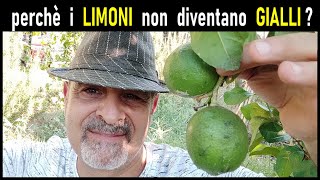 Volete sapere perché il limone non si matura e cosa occorre fare [upl. by Uile]