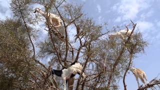 Argan Tree Climbing Goats Of Morocco [upl. by Norty]