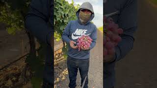 El que no transa no avanza trabajador de campo trabajodecampo fruit cosecha food [upl. by Yendis836]