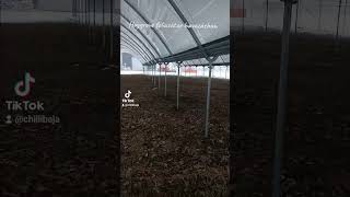 haygrove fóliasator havazásban agriculture polytunnel paprika [upl. by Nye]