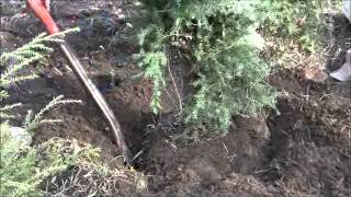 How To Dig and Plant a Live Christmas Tree [upl. by Zennas]