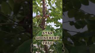 Star Gooseberry Tree gooseberry stargooseberry fruittree berry india [upl. by Tneciv]