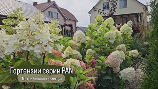 Гортензии серии PAN PANdora PANorama PANenka PANdalus PANflora PANzola PANteon 20082024г [upl. by Claman]