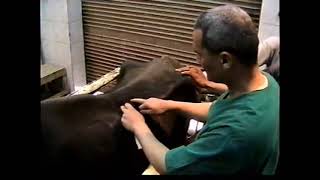 Paravertebral nerve block in bovines [upl. by Nevil505]