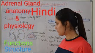 Adrenal gland anatomy amp physiology in Hindi  functions  structure  Rj Medical Education [upl. by Cowey]