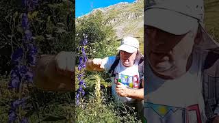 El Aconitum La Planta Más Venenosa de Europa ¿Conoces Estas Dos Especies 🌿☠️ [upl. by Casanova16]