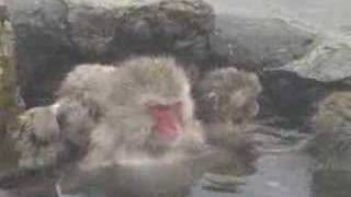 Japanese Snow Monkeys Jigokudani Shiga Kogen Nagano [upl. by Mayes]