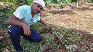 Planting Lemon Grass  Tanglad [upl. by Sullivan]