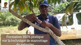 Formation 100  pratique sur la technique de marcottage du safoutier [upl. by Latsirhc]