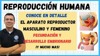 🏅LA REPRODUCCION HUMANA SISTEMA O APARATO REPRODUCTOR MASCULINO Y FEMENINO  FECUNDACI EMBRIONARIO [upl. by Lib]