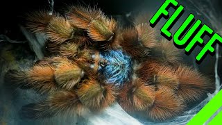 10 FLUFFY Tarantulas YOU HAVE To See To BELIEVE [upl. by Hamitaf243]