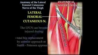 Anatomy Lateral Femoral Cutaneous Nerve Of Thigh  Everything You Need To Know  Dr Nabil Ebraheim [upl. by Carisa]