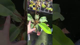 Peltata x Truncata x Edwardsiana EP node activation [upl. by Iroc]